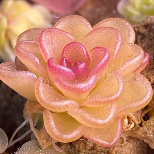 semillas de plantas de butterwort, semillas de plantas carnívoras plantar plantas herbáceas resistentes afuera Flores ornamentales flores semillas bonsái plantas de sombra Pinguicula 30pcs