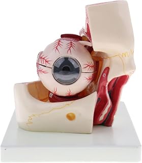 Eye Model Eyeball and Orbital Enlargement Model Eye Training Model Eye Structure Model Eye Muscle