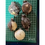 白い彼岸花の球根 5個 2