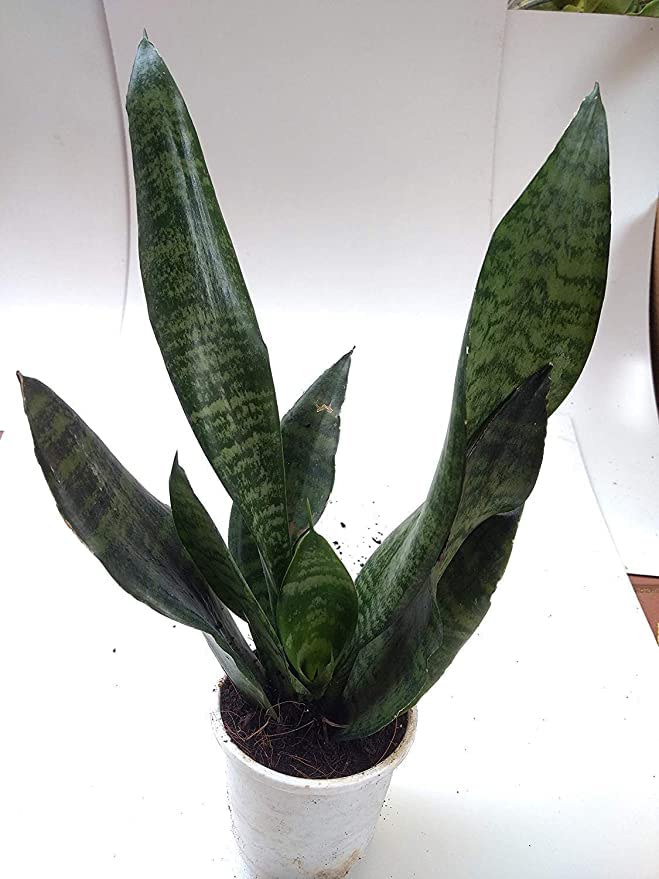 7 ocean Plus Air Purifier Senseveria Live and Healthy Plant for Indoor