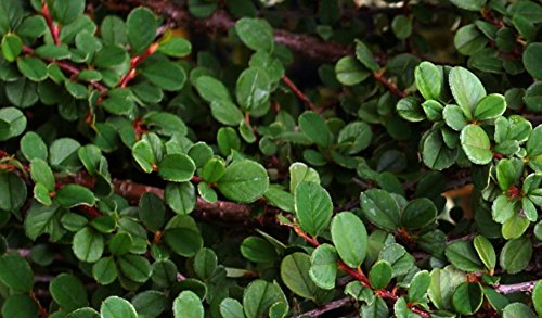 Bodendecker - Teppichmispel - Cotoneaster Dammeri Frieders Evergreen - Topf Ø 11cm [10x4871] Cover