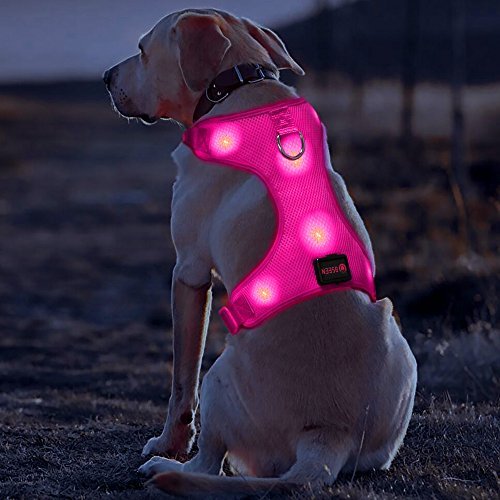 8 Best LED Dog Vests and Harness In 2021 Technobark