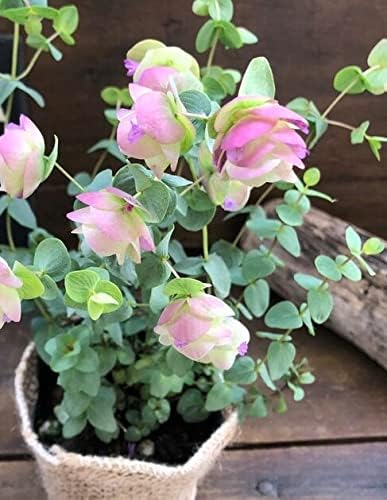 Amazon ケントビュティー オレガノ 可愛い ガーデニング ドライフラワー オンライン通販