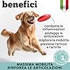 MyPetPrime Articolazioni Cane Mangime Complementare 125 Compresse | Nuova Formula JointSupport con MSM, Polvere di Cozza Verde, Glucosamina, Condroitina e Artiglio del Diavolo