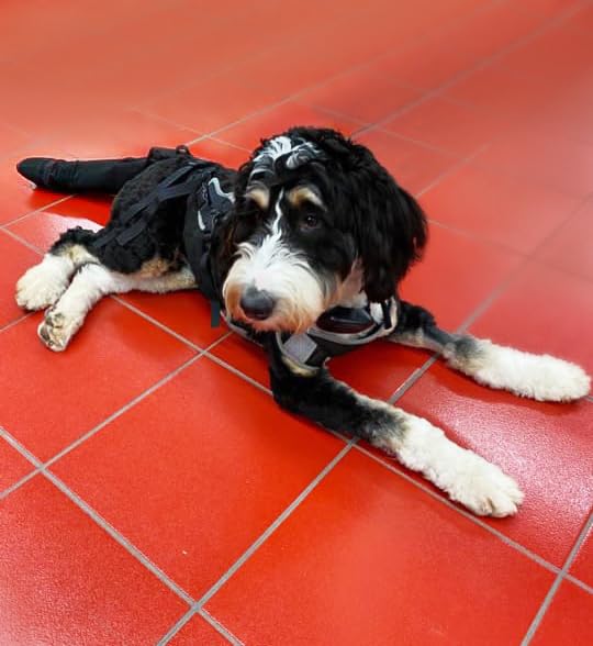 Image of Tail Guard & Harness Set - Veterinary Dog Tail Protector & Injury Wrap, Size 3XL