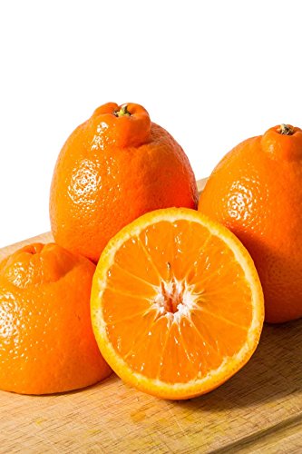 Minneola Tangelo Tree, Mandarin Grapefruit Hybrid Citrus (Excludes: CA,TX,LA,AZ)