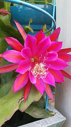 Orchid 8'-10' Fresh Cutting Plant Queen of The Night Cactus RIC Rac (Purple)