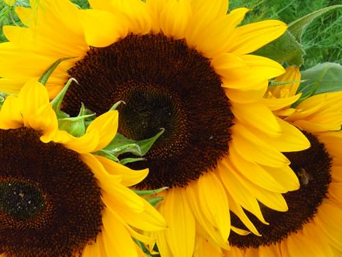 Just Seed Sunflower School Pack Giant Single Yellow Seeds 300 Seeds Easy to Grow Tall Yellow Sunflowers Ideal for Schools Children Gardens Wildlife & Competition Growing
