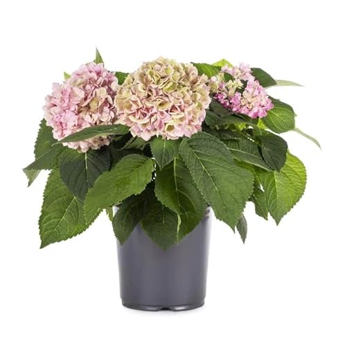 Planta Natural Conocida como Hortensia Rosa o Early Pink