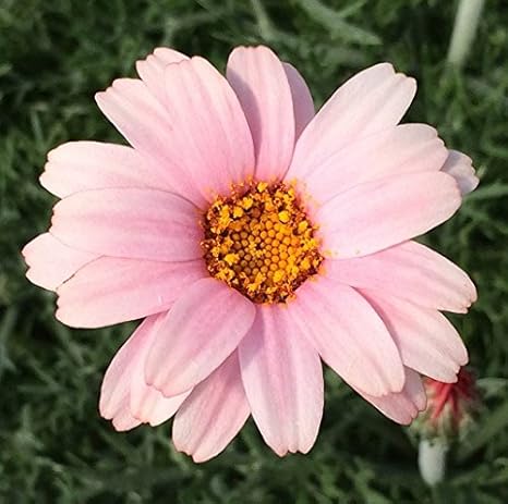 Amazon 栄養系宿根草 ローダンセマム アプリコットジャム 1株 花苗 ガーデニング 寄せ植え 花 Amazon 栄養系宿根草 ローダンセマム アプリコットジャム 1株 花苗 ガーデニング 寄せ植え 花