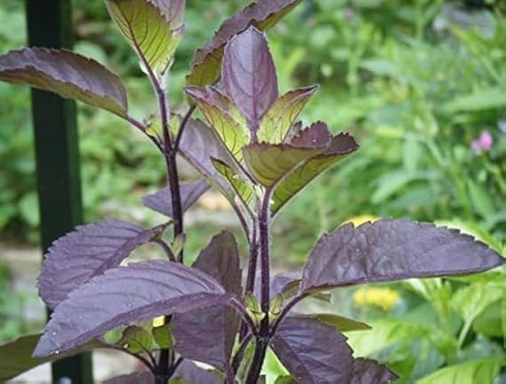 Image of Krishna Shyama Tulsi Live Plant with Pot | Black Holy Basil Ayurvedic Medicinal Herb Plant | Sacred Pooja Tulsi for Home Temple Balcony Garden Indoor Outdoor Decor | Pack of 1