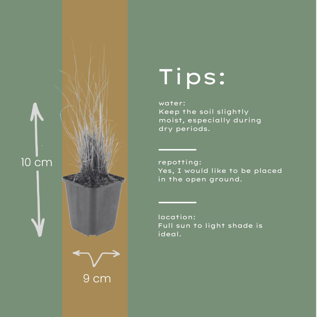 Zestaw trawy ozdobnej z Calamagrostis Brachytricha, do ogrodu, zestaw 48 sztuk, 10-25 cm