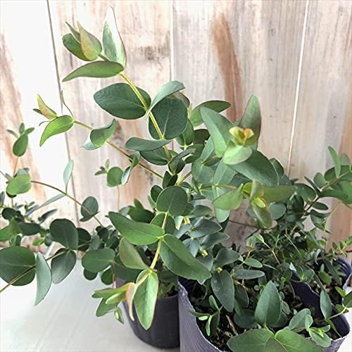 Amazon Co Jp ユーカリ パルブラ パルビフォリア 10 5cmポット フトモモ科 苗木 常緑 ホーム キッチン