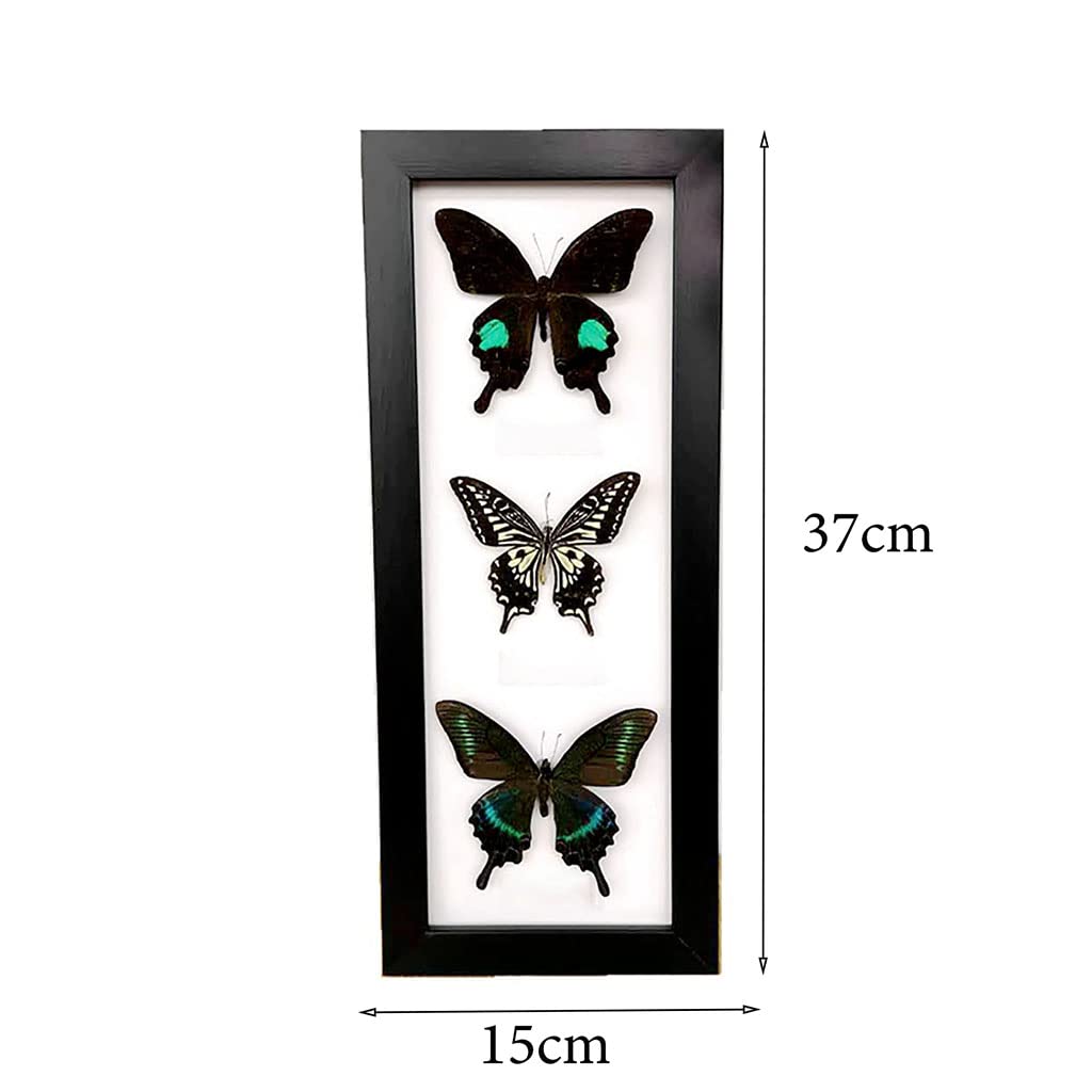 蝶の標本 約100匹 木製フレーム入り Amazon.co.jp: 蝶の昆虫標本、本物の蝶の標本、蝶標本、美しい蝶