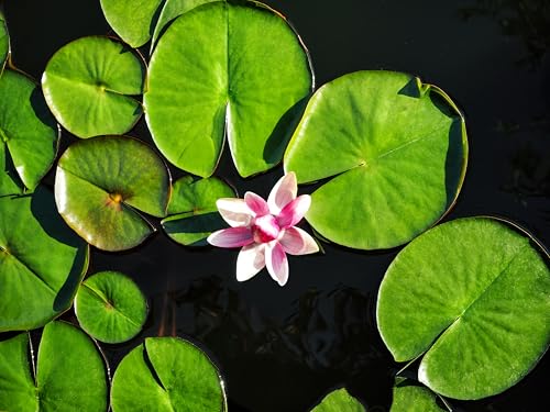 Lily Pad Plant Root Stock for Growing - Great Aquatic