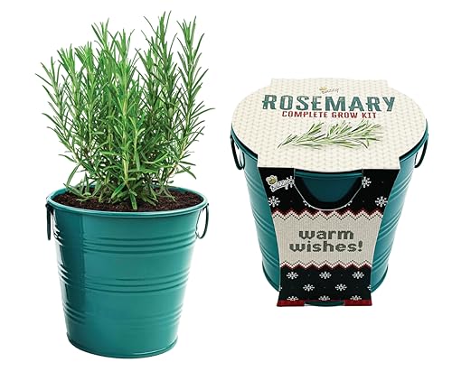 BUZZY Seeds Holiday Rosemary Grow Kit – Indoor Herb Garden Starter Pail with Non-GMO Seeds, Growing Medium, and Easy Instructions – DIY Christmas Gardening Gift, Stocking Stuffer
