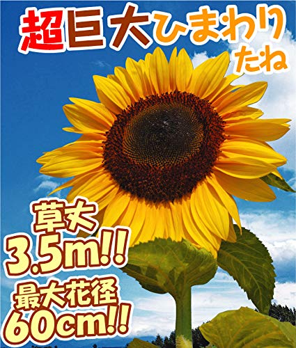 Amazon.co.jp: 種 花たね ヒマワリ タイタン 1袋（40粒) / 花種 向日葵