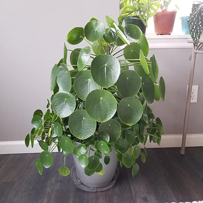 Desi gardener Chinese Money Plant Pilea Peperomioides Indoor Plant Live pack of 1 With Black Pot 4 Inch Size (B0C3M8168V) Amazon Price History, Amazon Price Tracker