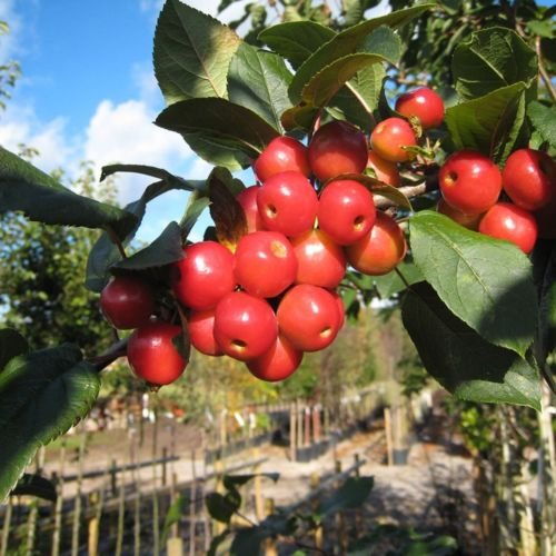 See full amazon price history chart for omcstart Hybrid Siberian Crab Apple Malus Robusta Seeds - Pack of 5 omcstart Hybrid Siberian Crab Apple Malus Robusta Seeds - Pack of 5 (B075PBTW2M) Amazon Price History, Amazon Price Tracker