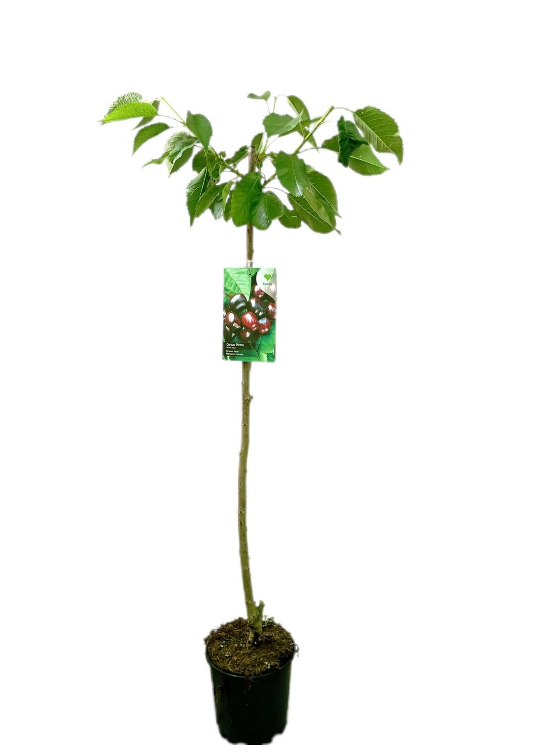Garden Center Shop | Cerezo Picota M25 | Árbol Frutal Natural de Cereza | Fruta Dulce y Jugosa | Planta Exterior para Huerto o Jardín