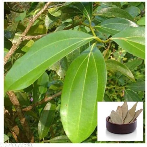 Live Tej Patta, Tamalpatra, Indian Bay Leaf Plant/size 18 to 24 Inches / 1 Healthy Spice Plant CF_22