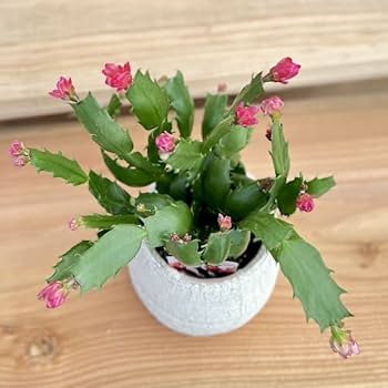 mihomiho デンマークカクタス オレンジ金平糖　A 発根済み 希少種 mihomiho様専用 デンマークカクタス オレンジ金平糖 A 発根済み