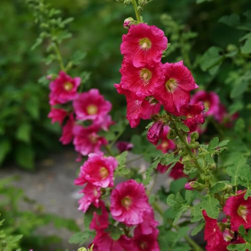 Semi di malvarosa, le da giardino roccioso sono resistenti acquistare semi di malvarosa, autunnali resistenti 600pcs