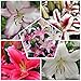 Produktbild Orientalische Lilien Kollektion (15 Zwiebeln) in 5 Sorten, 3 von jeder Farbe, mehrjährig und winterharte Blumenzwiebeln, Mischung aus Holland für Garten (große Knollen, kein Samen, nicht künstlich)