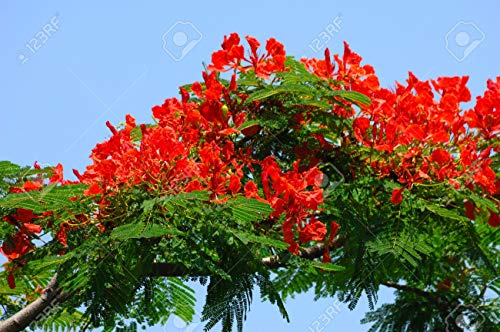 Flammenbaum (Delonix Regia) - 10 Samen - wunderschöner Baum sehr gut auch als Kübelpflanze Flammenbaum (Delonix Regia) - 10 Samen - wunderschöner Baum sehr gut auch als Kübelpflanze