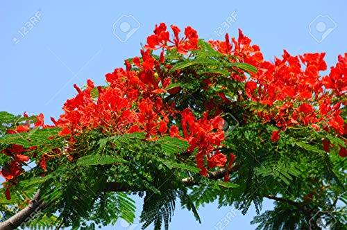 Flame Tree (Delonix Regia) - 5 graines - Beau arbre également très bon comme plante de conteneur.