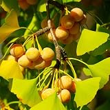 TomorrowSeeds - Ginkgo Biloba Tree Seeds - 5+ Count - for 2026 Planting Maidenhair Tree Fossil...