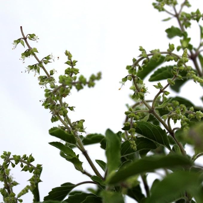 Image of Live Tulsi Live Plant With Pot - Holy Basil for Home Garden and Pooja - Krishna Tulsi, Green With Pot
