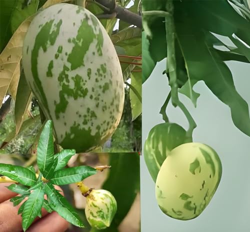 Image of Variegated Mango Live Plant - (Height 2-3 Feet) Ultimate Collection of Chalta Khas Thai Variety - Experience the Unique Beauty and Flavor of These Exquisite Trees for Your Home Garden