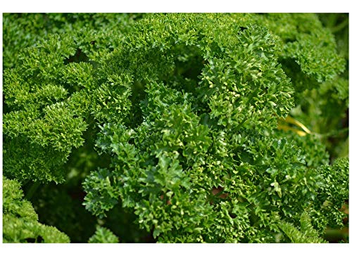 PREMIER SEEDS DIRECT - Parsley - Triple Moss Curled 2-4 GM FINSET Seeds - Organic