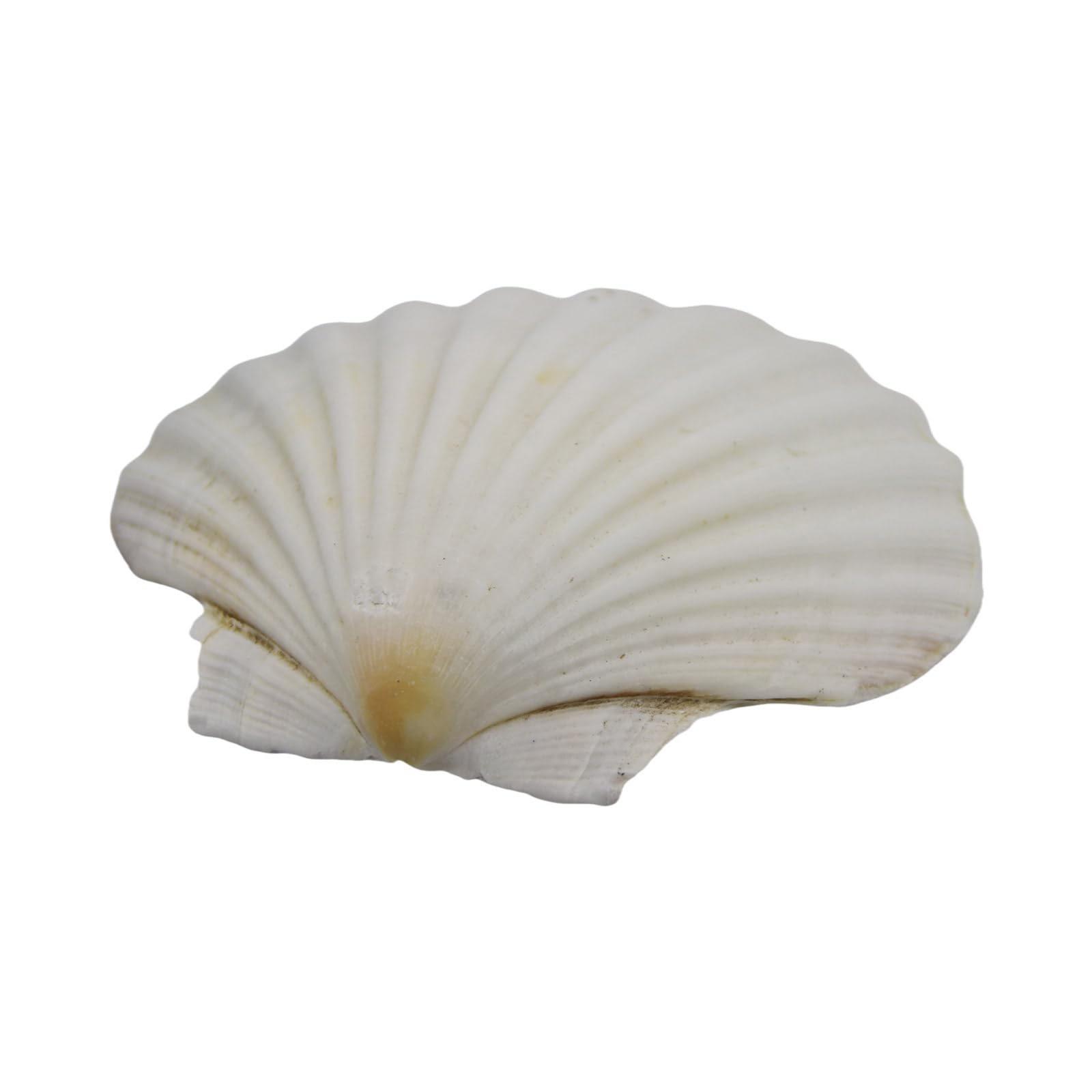 CRFFZ Bulk White Scallops Shells for Painting, Baking, Sea Themed Party Large Seashells Assortment Beach Decors Large Shells for