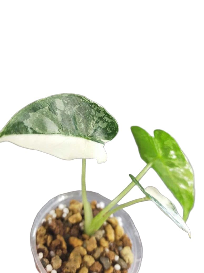 Amazon｜アロカシア グリーンベルベット 斑入り 子苗 美斑 観葉植物 ⑤