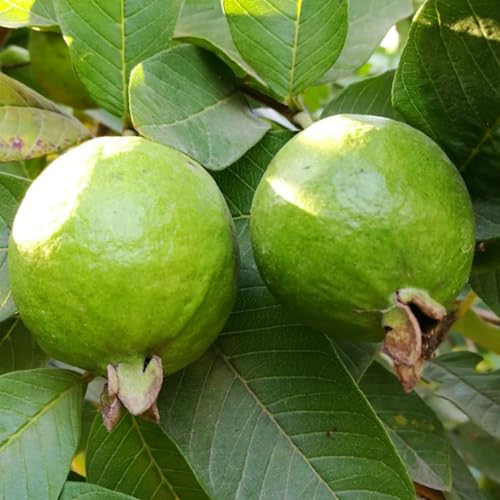 Aceite Esencial de Hoja de Guayaba Wildcrafted 5ml miniatura 2