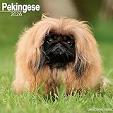 Pekingese Calendar 2026 Square Dog Breed Wall Calendar - 16 Month