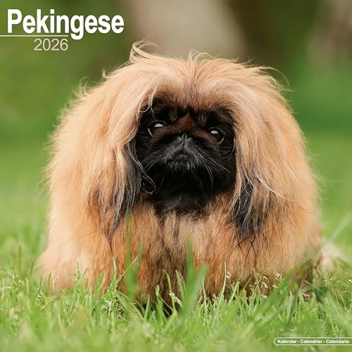 Pekingese 2026 Calendar | Square Wall Calendar | Dog Breed Gift | Plastic Free Packaging | by Avonside Publishing