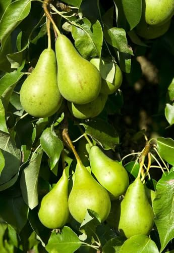 Image of Long Nashpati Fruit Plant | Live Pear Tree | Healthy Plant for Home Garden, Terrace & Outdoor Gardening | Pack of 1