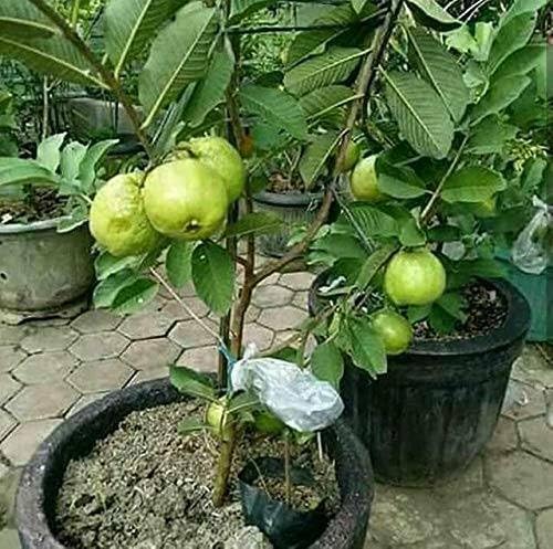 Fruit Guava Plant for Outdoor with Pot (Multicolor, 200mm) (2451)-image-45