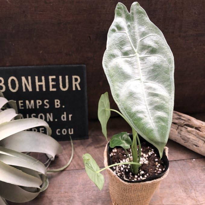 Amazon｜ロンギロバシルバー アロカシア 希少品種 観葉植物｜観葉植物