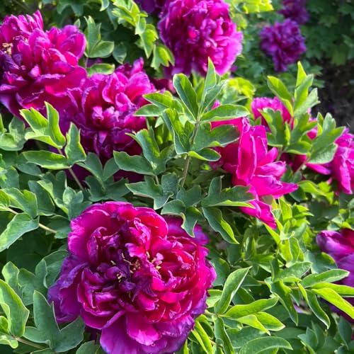 7zwiebeln pfingstrosen winterharte kübelpflanzen, blumenzwiebel pfingstrose geschenk, blumenstrauß winterharte garten balkonblumen exotische