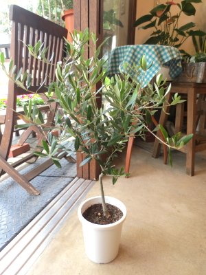 Amazon.co.jp: オリーブの木 5号鉢サイズ 鉢植え 苗木 オリーブ