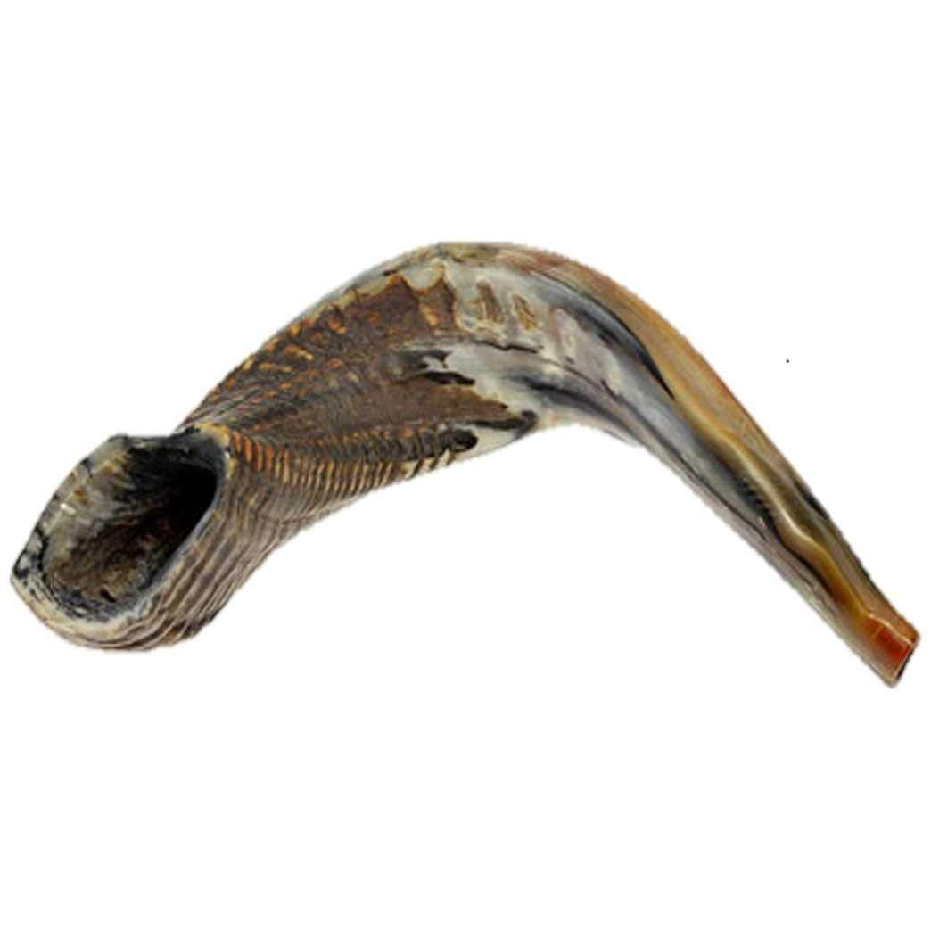 Snapklik.com : Kosher Shofar 9-11 Half Polished Natural Israel New