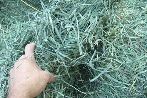 Standlee Premium Western Forage Orchard 48oz miniatura 6