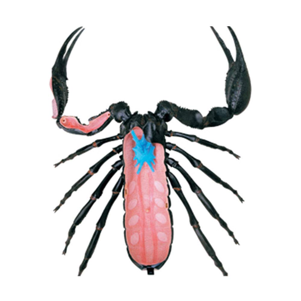 4D-Skorpion-Orgel-Modell – tierisches anatomisches Modell Skorpion-Orgel-Anatomie, geeignet for medizinisches Lehrmodell
