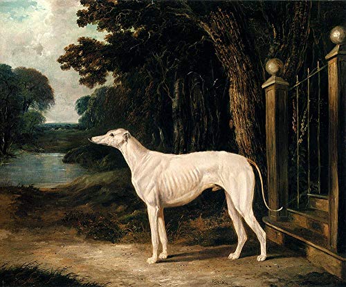 Peintures d'art faites à la main tableau lévrier blanc huile sur toile art animalier