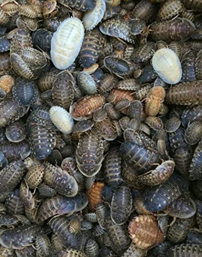 Live Dubia Roaches - 100 Medium Sized (3/8" To 3/4") Dubia Cockroaches - Living Pet Food For Reptiles, Amphibians, Rodents, Birds, Bearded Dragons, Leopard Geckos, Frogs, Tarantulas, Chameleons #TOP1