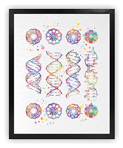Dignovel Studios 8X10 Unframed DNA Helix Molecule A-B-C-Z-DNA Watercolor Art Print Medical Art Science Art Genetic Doctor Laboratory Biology DNA Art Home Office Wall Hanging Poster DN682